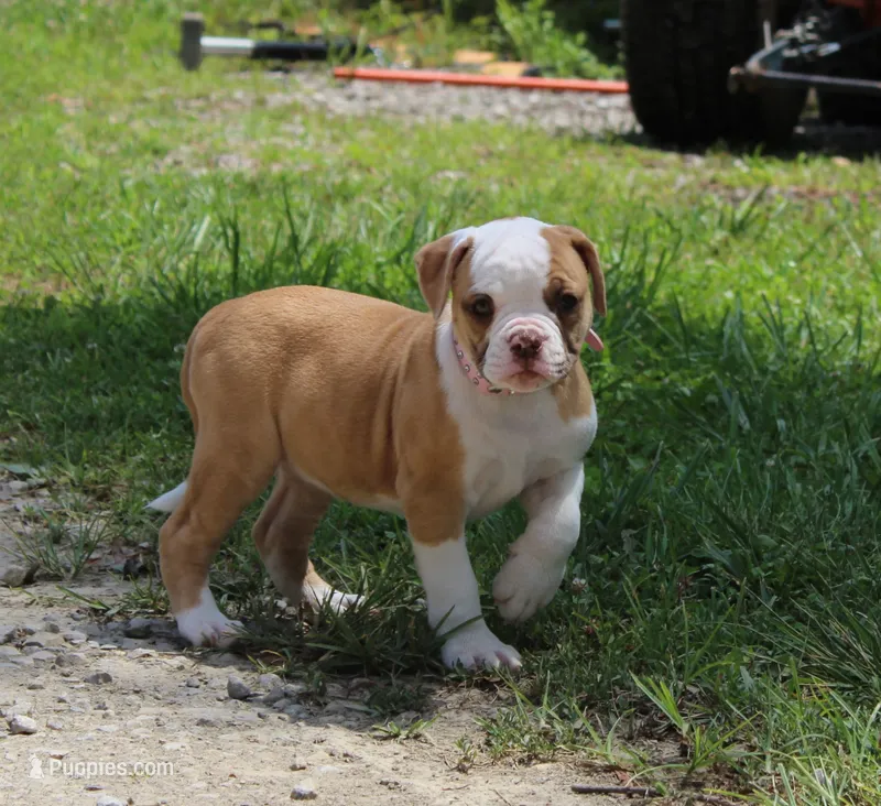 Chloe – American Bulldog puppy for sale in Zanesville, OH