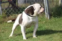 Buster, a male American Bulldog for sale in Zanesville, OH – 4 of 9