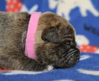 Ivy, a female Olde English Bulldogge for sale in Zanesville, OH – 2 of 6