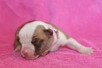 Chloe, a female American Bulldog for sale in Zanesville, OH – 1 of 5