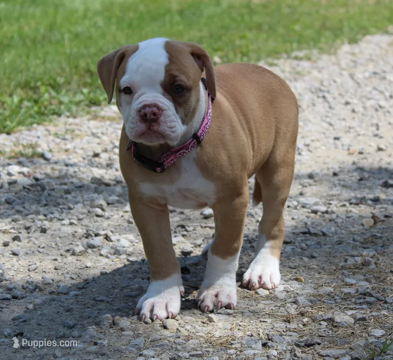 Sadie – American Bulldog puppy for sale in Zanesville, OH