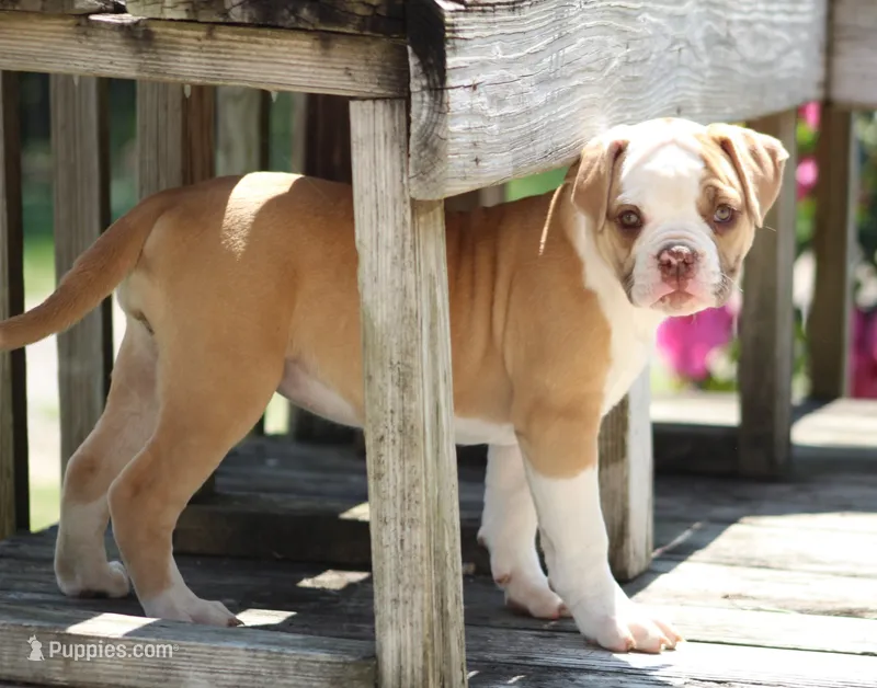 Chloe – American Bulldog puppy for sale in Zanesville, OH