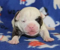 Envy, a female Olde English Bulldogge for sale in Zanesville, OH – 3 of 4
