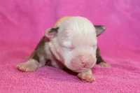 Amber, a female American Bulldog for sale in Zanesville, OH – 3 of 5