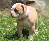 Sadie, a female American Bulldog for sale in Zanesville, OH – 8 of 8
