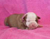Sadie, a female American Bulldog for sale in Zanesville, OH – 2 of 4