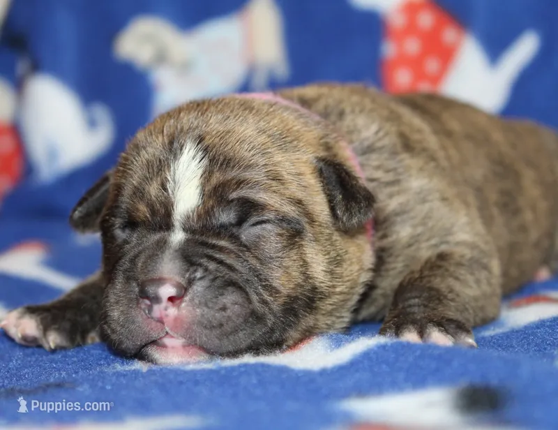 Ivy – Olde English Bulldogge puppy for sale in Zanesville, OH