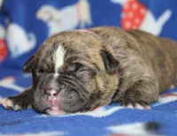 Ivy, a female Olde English Bulldogge for sale in Zanesville, OH – 1 of 6