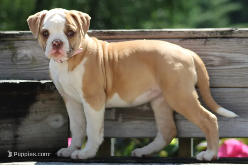 Chloe – American Bulldog puppy for sale in Zanesville, OH