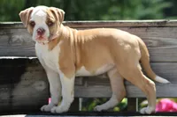 Chloe, a female American Bulldog for sale in Zanesville, OH – 4 of 10