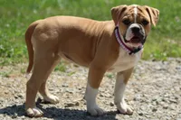 Libby, a female American Bulldog for sale in Zanesville, OH – 6 of 9