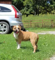 Stetson, a male American Bulldog for sale in Zanesville, OH – 9 of 9