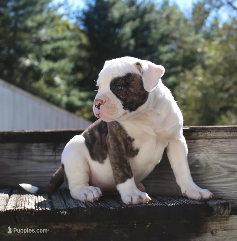 Envy – Olde English Bulldogge puppy for sale in Zanesville, OH