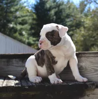 Envy, a female Olde English Bulldogge for sale in Zanesville, OH – 3 of 8
