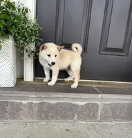 Chase, a male Shiba Inu for sale in Ephrata, PA – 5 of 5