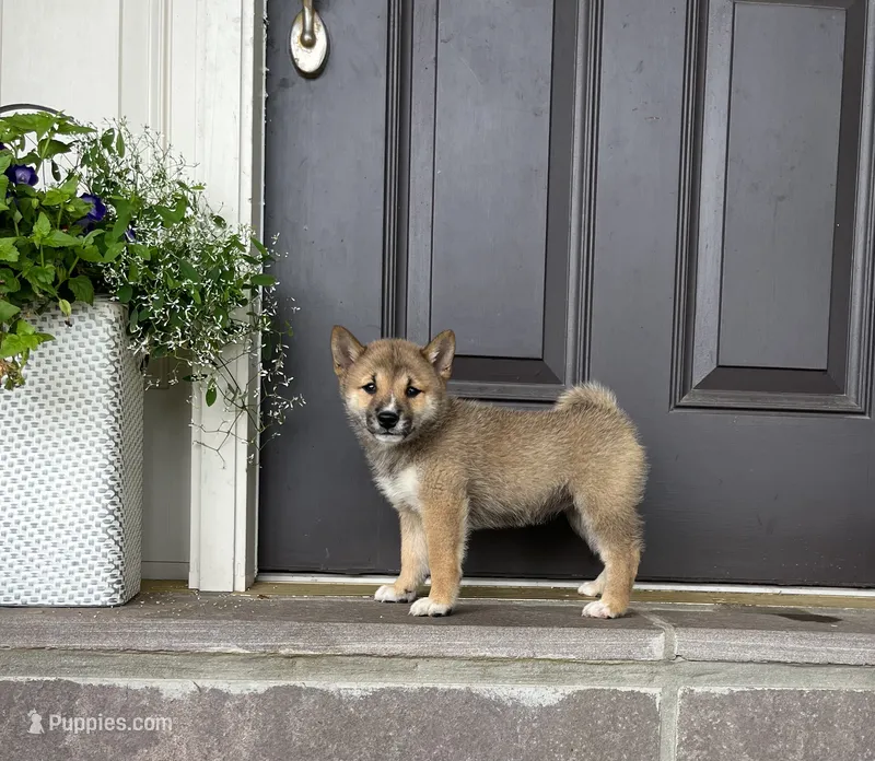 Willow – Shiba Inu puppy for sale in Ephrata, PA