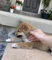 Cole, a male Shiba Inu for sale in Ephrata, PA – 3 of 4