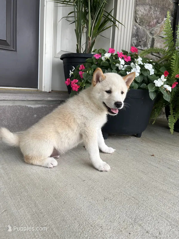 Chase – Shiba Inu puppy for sale in Ephrata, PA