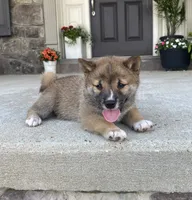 Willow, a female Shiba Inu for sale in Ephrata, PA – 4 of 4