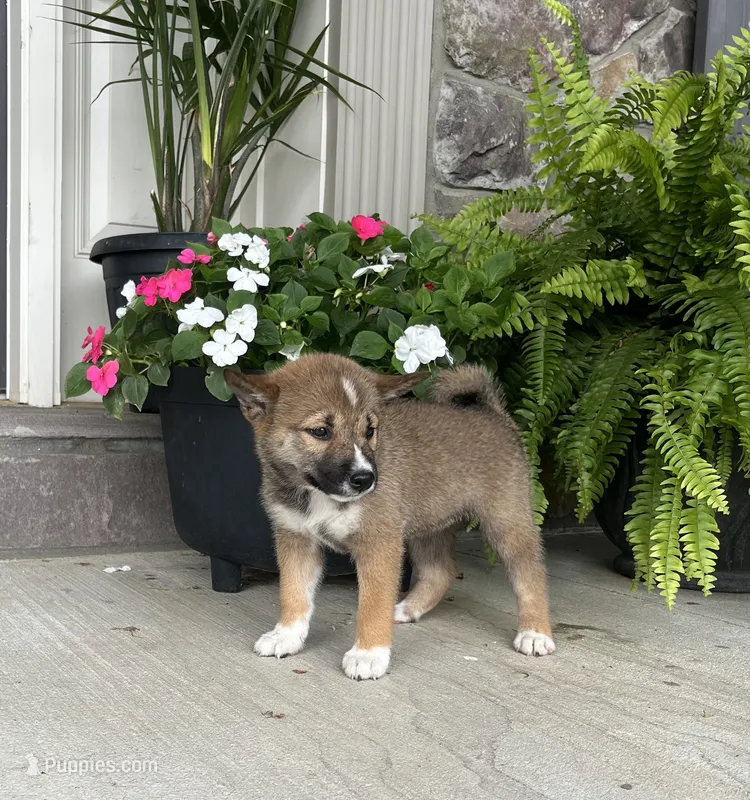 Sienna – Shiba Inu puppy for sale in Ephrata, PA
