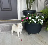 Bryce, a male Shiba Inu for sale in Ephrata, PA – 3 of 4