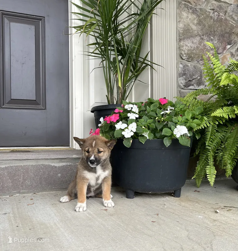 Sienna – Shiba Inu puppy for sale in Ephrata, PA