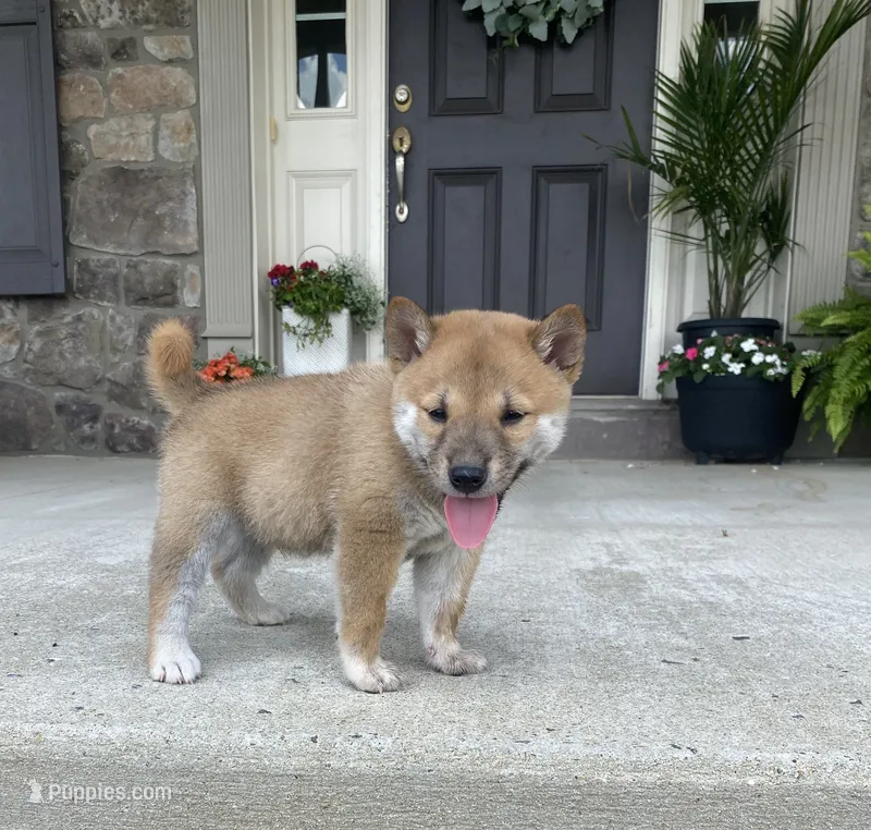 Clay – Shiba Inu puppy for sale in Ephrata, PA