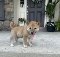 Clay, a male Shiba Inu for sale in Ephrata, PA – 1 of 4