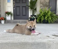 Mia, a female Shiba Inu for sale in Ephrata, PA – 2 of 4