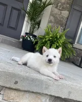 Bryce, a male Shiba Inu for sale in Ephrata, PA – 2 of 4