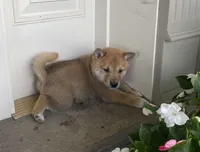 Cole, a male Shiba Inu for sale in Ephrata, PA – 2 of 4