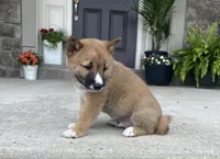 Rocky, a male Shiba Inu for sale in Ephrata, PA – 4 of 4
