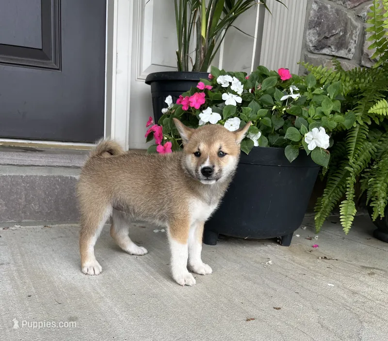 Mia – Shiba Inu puppy for sale in Ephrata, PA