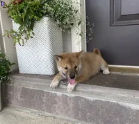 Clay, a male Shiba Inu for sale in Ephrata, PA – 3 of 4