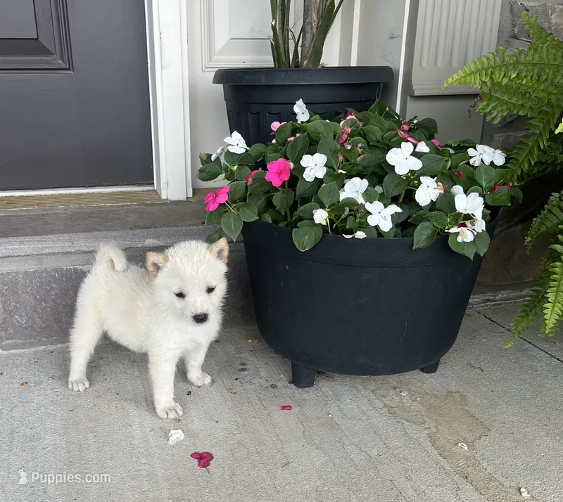 Bryce – Shiba Inu puppy for sale in Ephrata, PA
