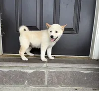 Chase, a male Shiba Inu for sale in Ephrata, PA – 3 of 5