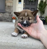 Sienna, a female Shiba Inu for sale in Ephrata, PA – 2 of 4