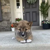 Willow, a female Shiba Inu for sale in Ephrata, PA – 3 of 4