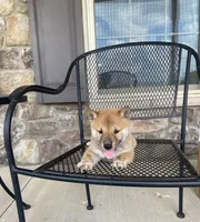 Clay, a male Shiba Inu for sale in Ephrata, PA – 2 of 4