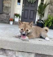 Mia, a female Shiba Inu for sale in Ephrata, PA – 4 of 4