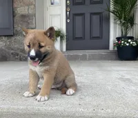 Rocky, a male Shiba Inu for sale in Ephrata, PA – 2 of 4