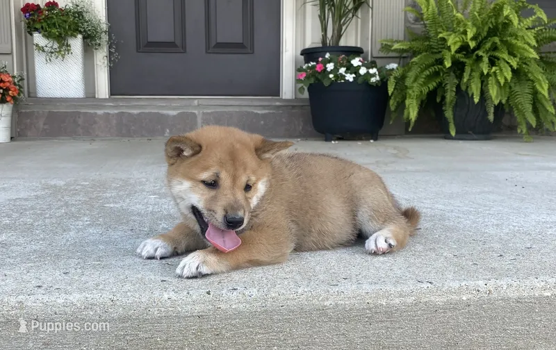 Cole – Shiba Inu puppy for sale in Ephrata, PA