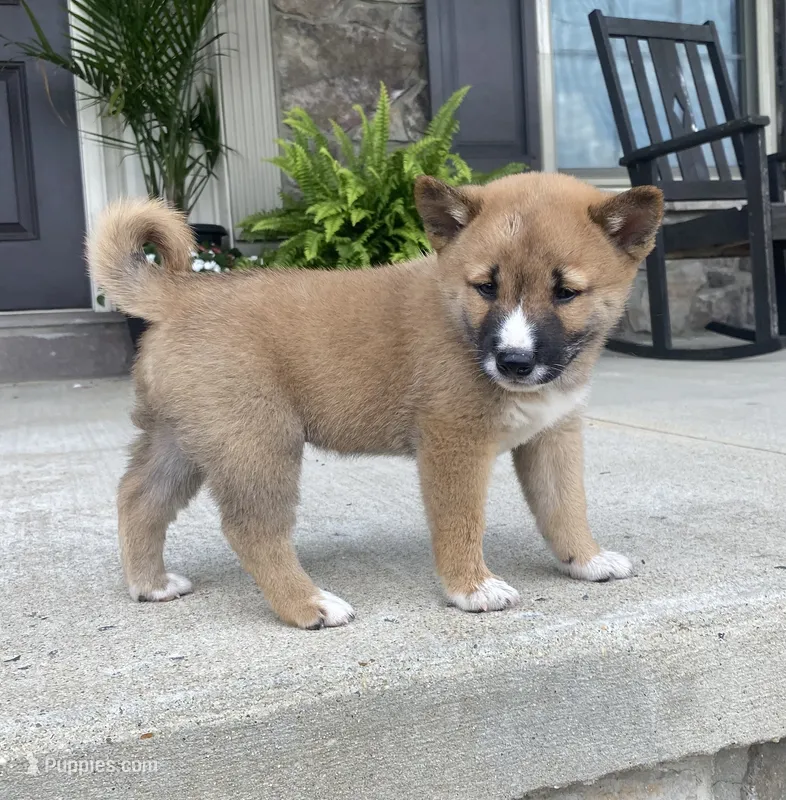 Rocky – Shiba Inu puppy for sale in Ephrata, PA