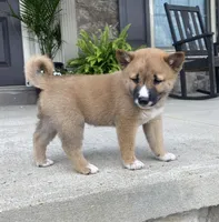 Rocky, a male Shiba Inu for sale in Ephrata, PA – 1 of 4