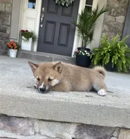 Mia, a female Shiba Inu for sale in Ephrata, PA – 3 of 4