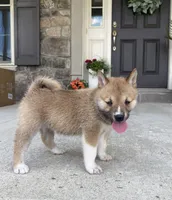 Mia, a female Shiba Inu for sale in Ephrata, PA – 1 of 4
