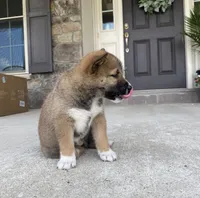 Sienna, a female Shiba Inu for sale in Ephrata, PA – 3 of 4