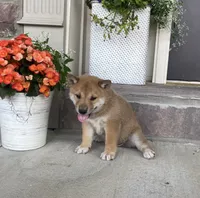 Cole, a male Shiba Inu for sale in Ephrata, PA – 4 of 4