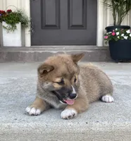 Willow, a female Shiba Inu for sale in Ephrata, PA – 2 of 4