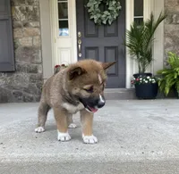 Sienna, a female Shiba Inu for sale in Ephrata, PA – 4 of 4